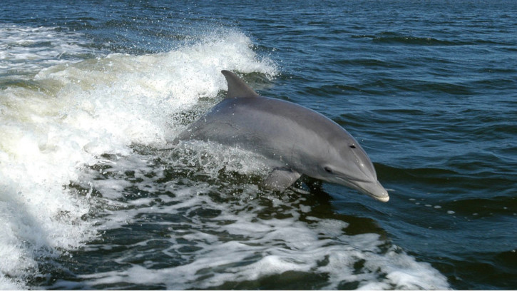 Avvistamento cetacei in Liguria