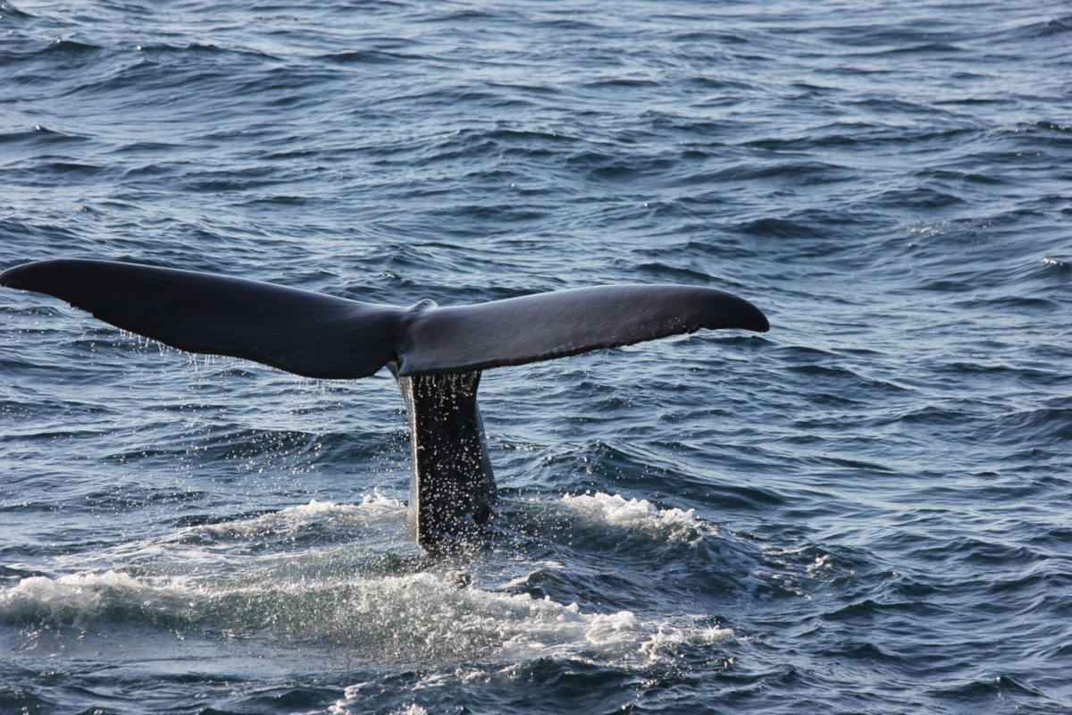 Whale watching a Camogli: emozioni in mezzo al mare!