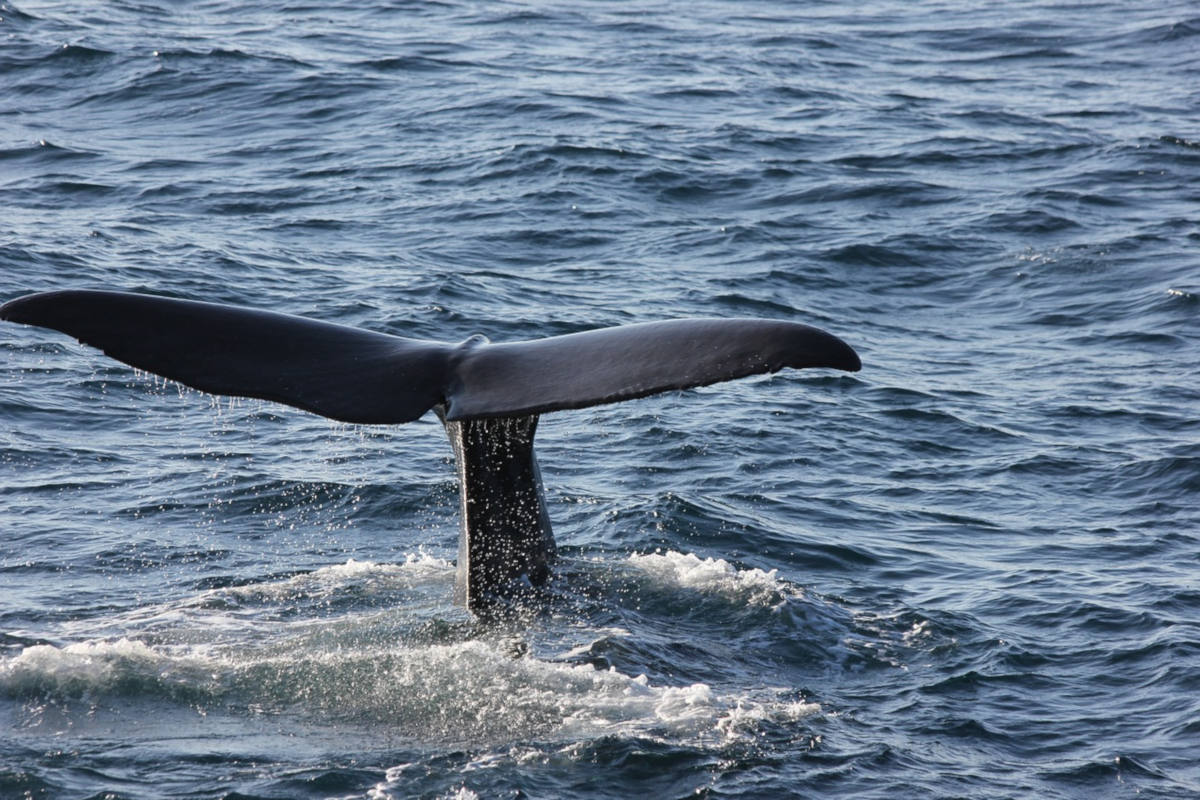 (Italiano) Whale watching a Camogli: emozioni in mezzo al mare!