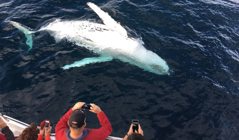 Whale Watching in Liguria, vicino a Camogli