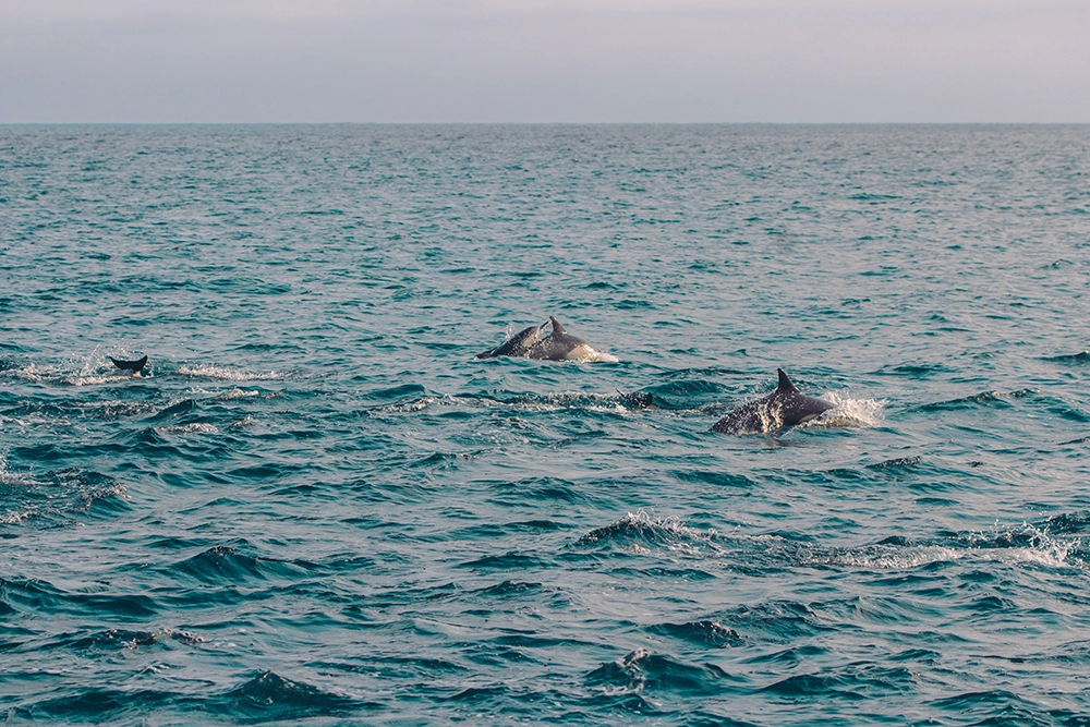 Santuario dei Cetacei